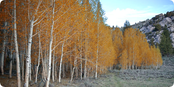 Aspens near Gull Lake